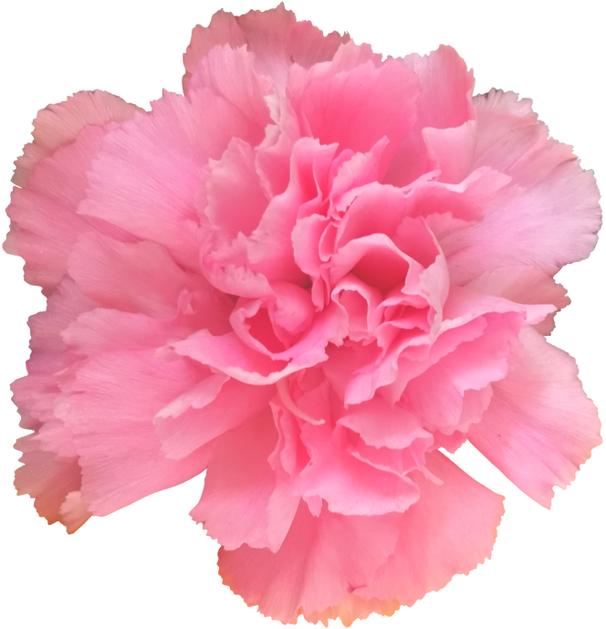 Pink Carnation Cutout 