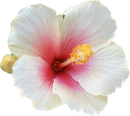 Hibiscus flower
