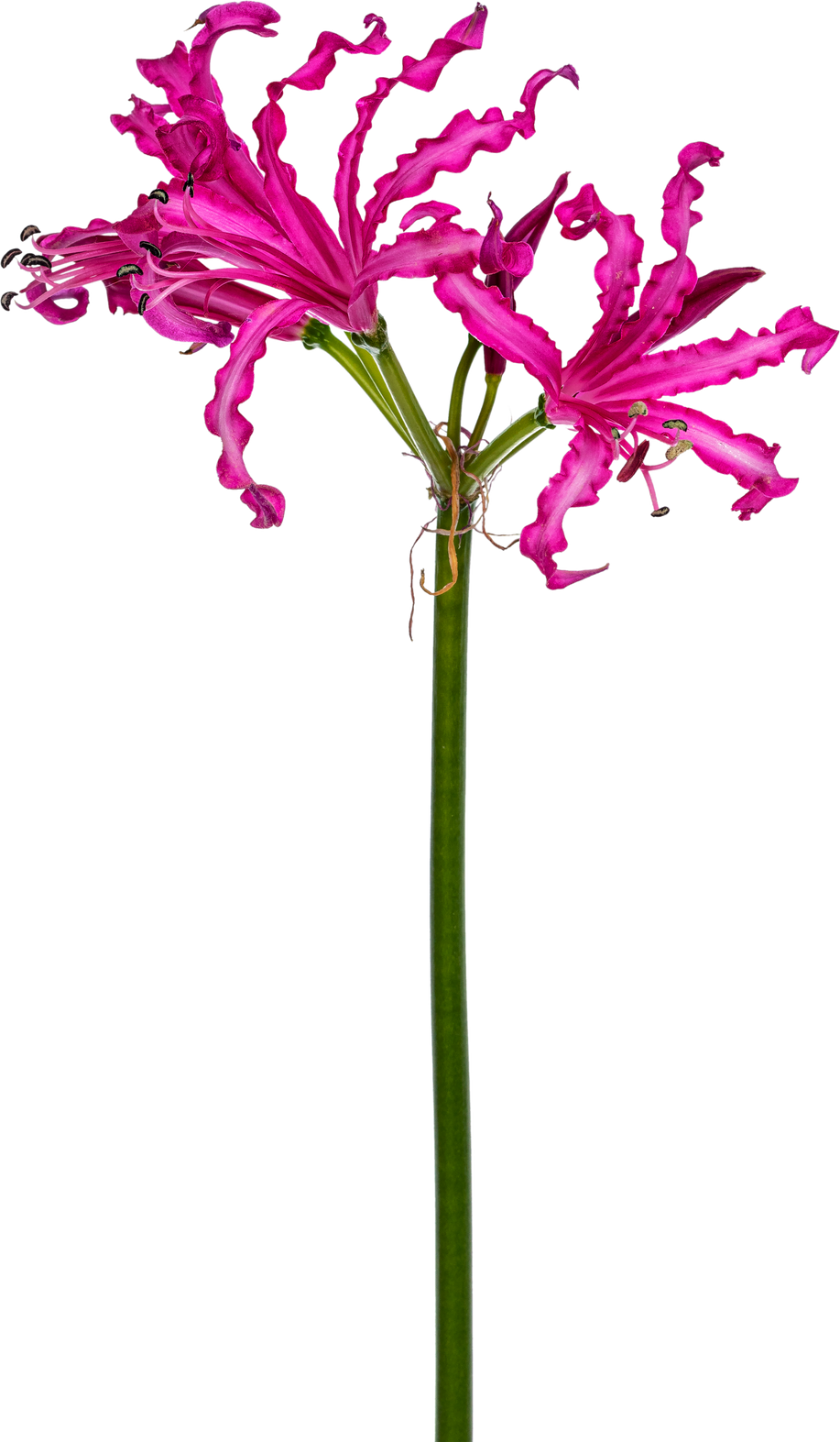 Pink Nerine Flower