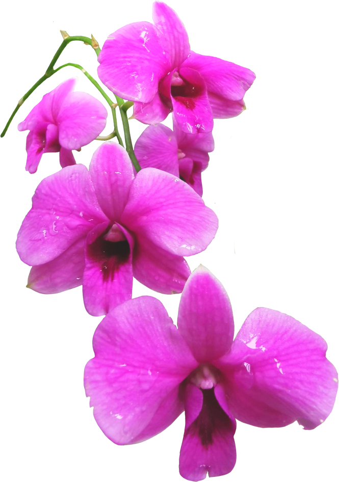 Purple  Orchids Flower Cutout 