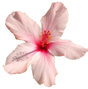Isolated Flower