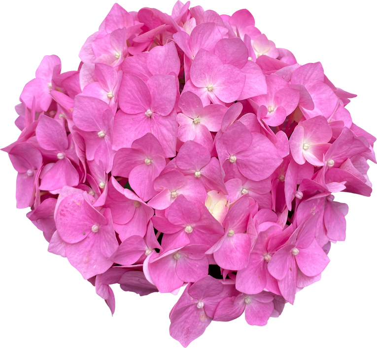 Pink Hydrangea Photo