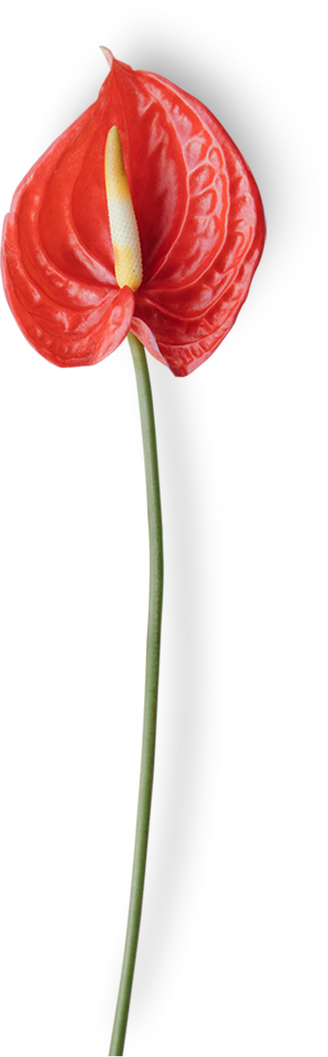 Cutout of a Laceleaf Flower