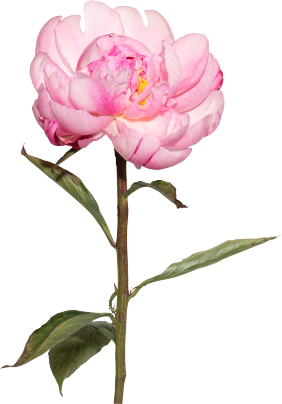 Pink Peony Flower