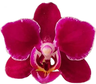 Purple Orchid Summer Tropical Flower